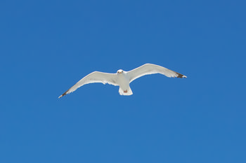 Seagull blue This image is a landscape photograph featuring a seagull in flight as the main subject, captured against a clear blue sky. The photograph was taken during the afternoon in the summer season. Animals are the central focus of this image, with seagulls being specifically represented. No additional landmarks are visible in the frame, and the composition showcases the wingspan and feather detail of the seagull blue while highlighting the open sky.